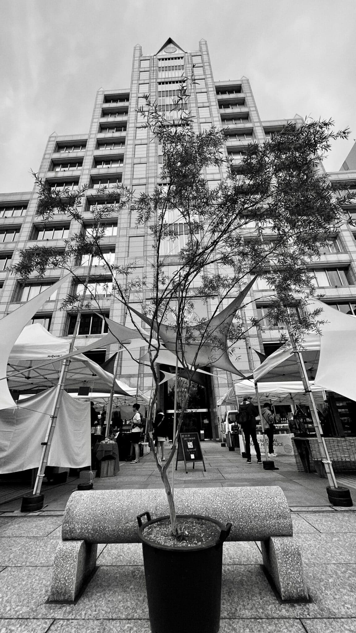 Bonsai at Tokyo Farmers Market Shibuya November 2024